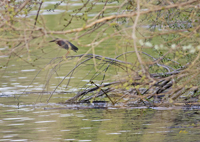Green Heron 0066